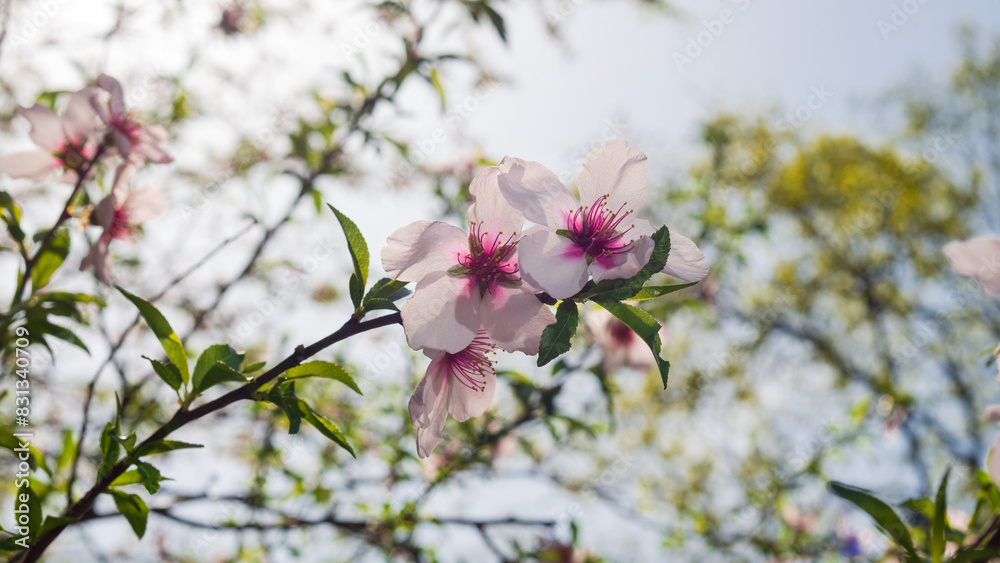 Blooming almond tree in a botanical garden in spring