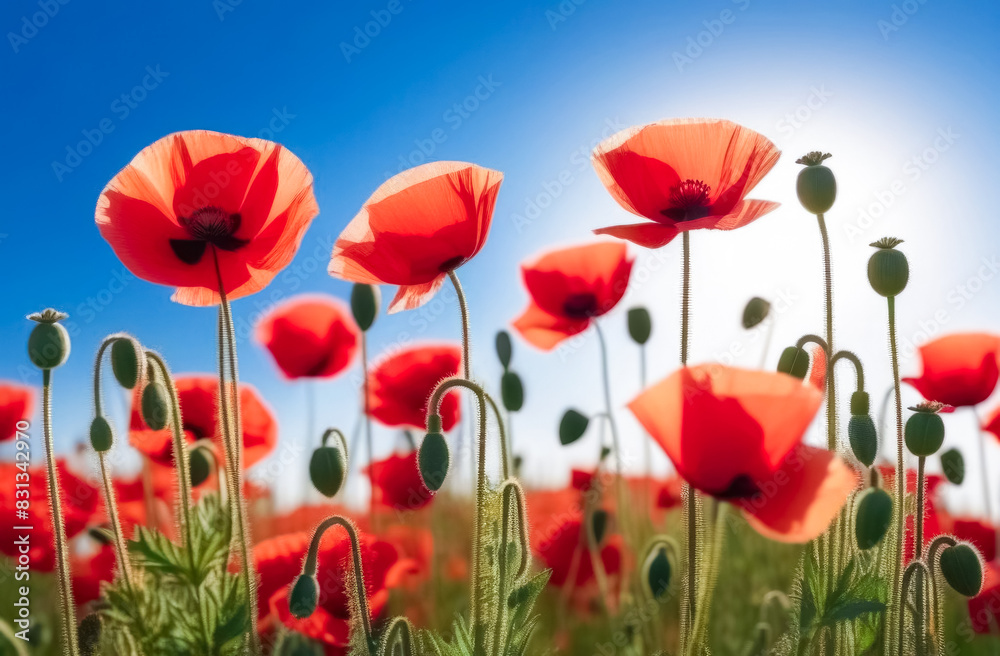 Bright meadow with blooming poppies.