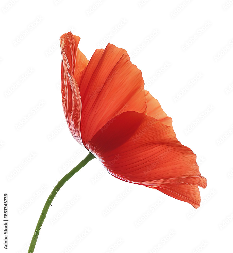 High-resolution image of a vibrant red poppy flower on a thin green stem against a white background, showcasing delicate details of the petals. High-resolution image of a vibrant red poppy flower on a thin green stem against a white background, showcasing delicate details of the petals.