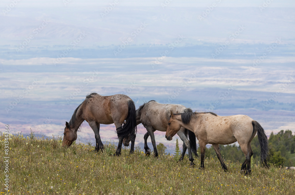 Wild Horses in Summer in the Pryor Moutnains Montana Wild Horses in Summer in the Pryor Moutnains Montana