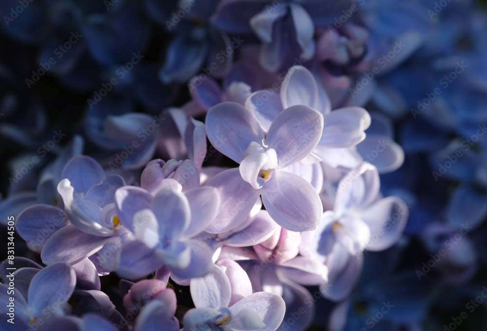 beautiful blooming lilac flowers close up