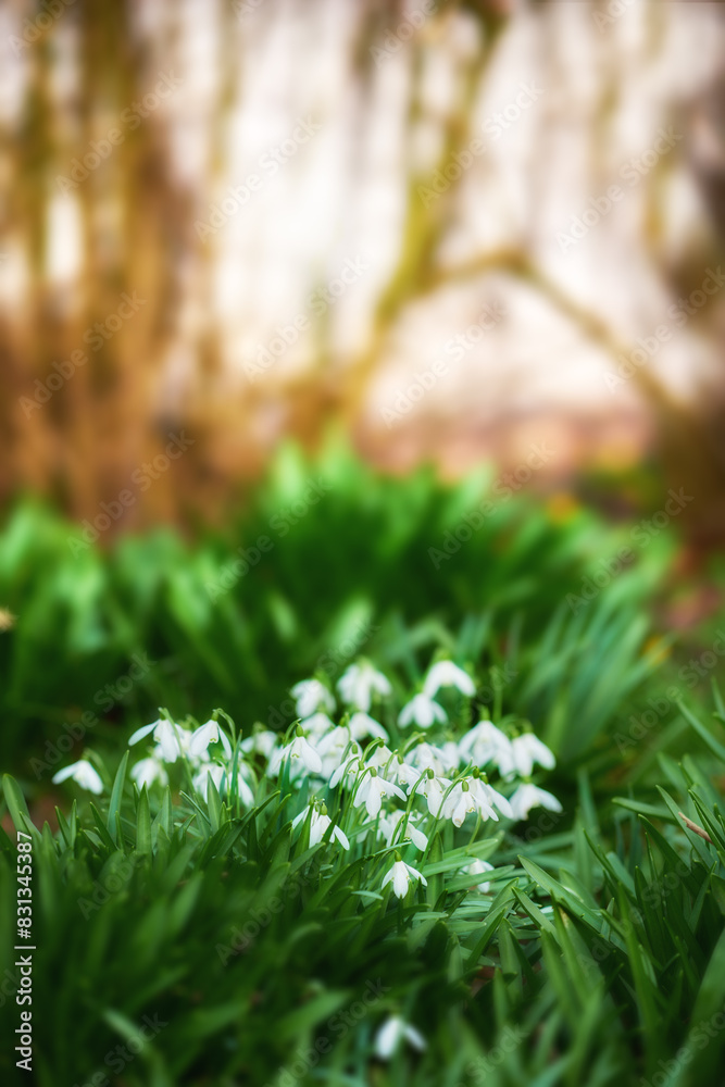 Flowers, spring and white snowdrop in backyard with natural closeup, morning blossom and calm environment. Growth, peace or nature with green leaves in garden, countryside and floral plants in bush Flowers, spring and white snowdrop in backyard with natural closeup, morning blossom and calm environment. Growth, peace or nature with green leaves in garden, countryside and floral plants in bush