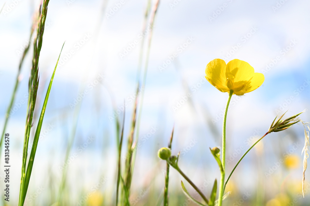 Pungent buttercup on a natural grass meadow in summer. Pungent buttercup on a natural grass meadow in summer.