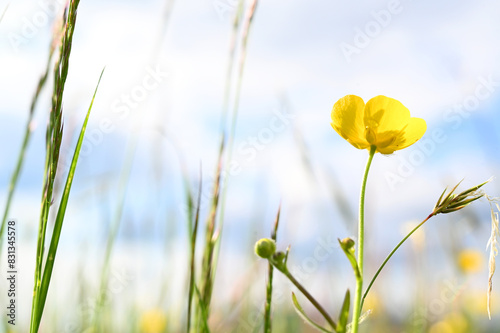 Pungent buttercup on a natural grass meadow in summer.