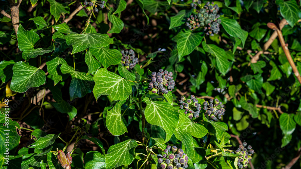 Hedera helix L. ivy texture background pattern , fresh new young evergreen creeper leaves Hedera helix L. ivy texture background pattern , fresh new young evergreen creeper leaves
