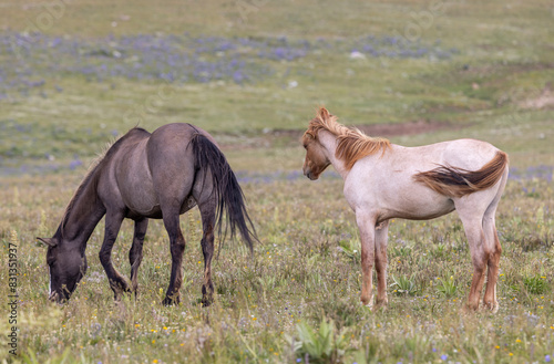 Wild Horses in Summer in the Pryor Moutnains Montana photo