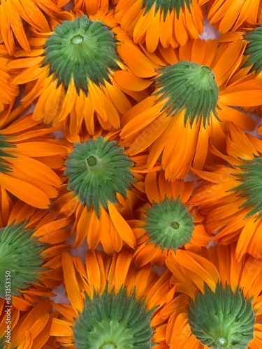 Calendula flowers detail