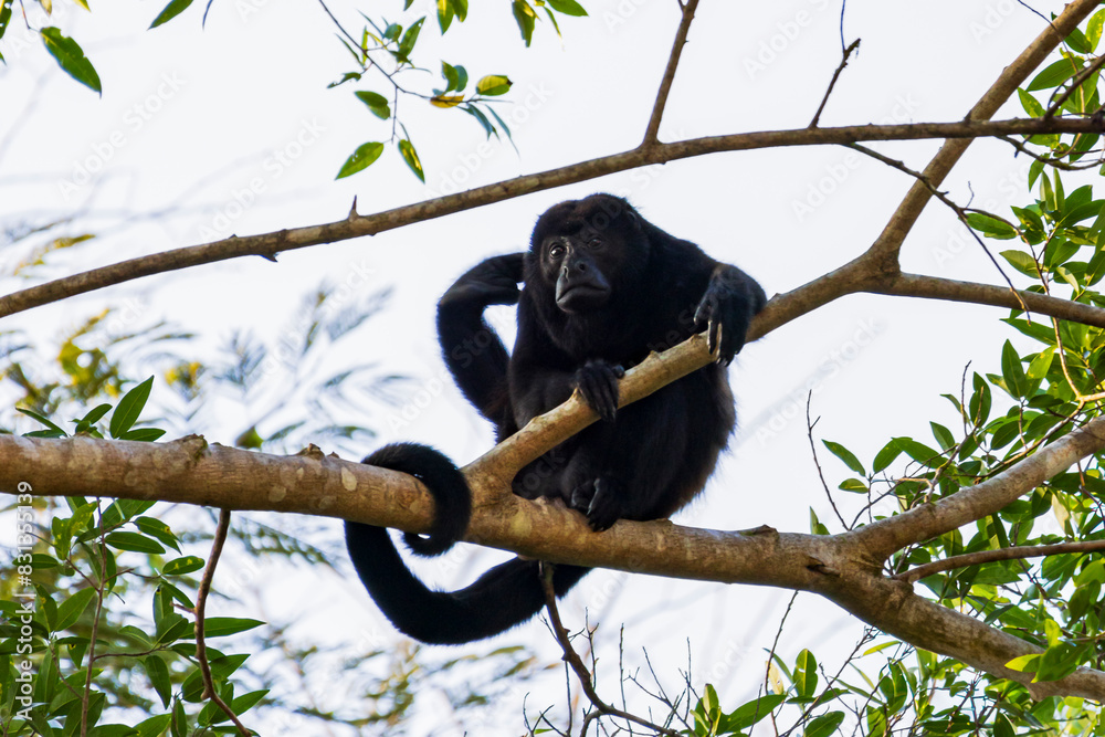 Mantled howler monkey on branch in tree in Cano Negro Wildlife Refuge in Costa Rica central America Mantled howler monkey on branch in tree in Cano Negro Wildlife Refuge in Costa Rica central America