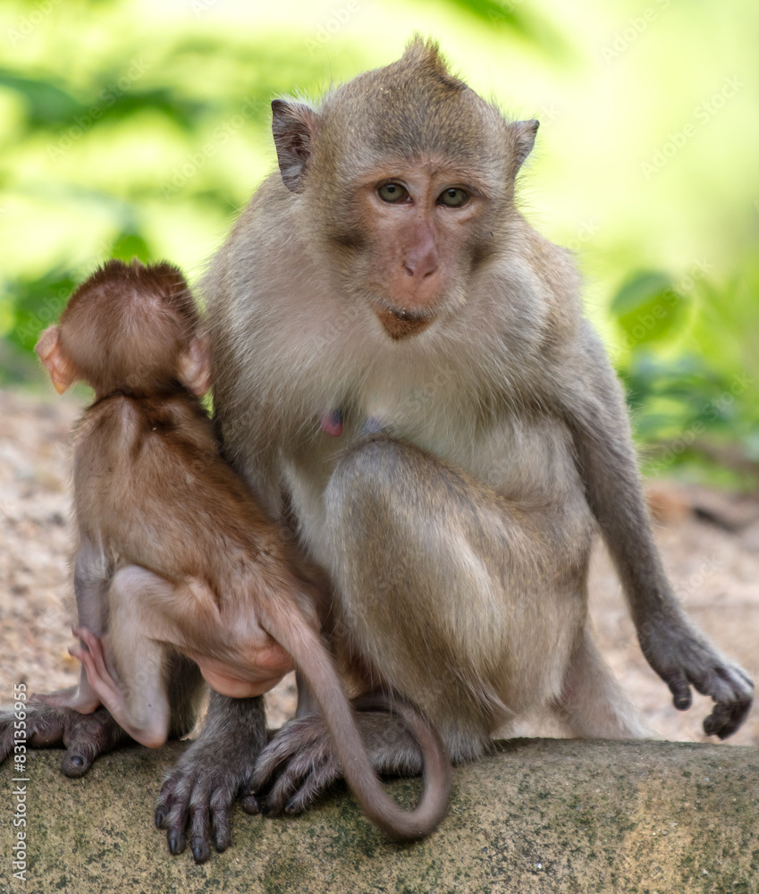Monkey with baby in tropical park Monkey with baby in tropical park