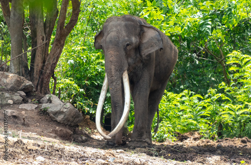 Canvas Print Portrait of an elephant with large tusks in a tropical park