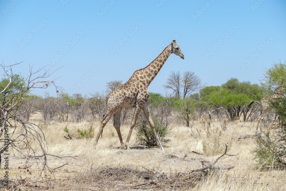 Fototapeta premium Giraffe