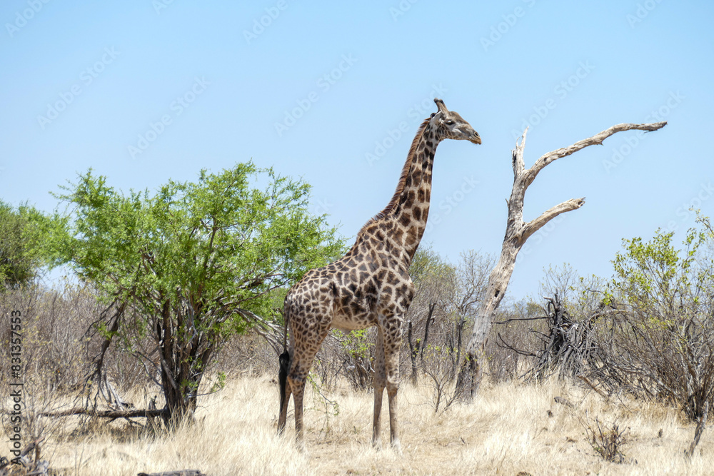 Obraz premium Giraffe