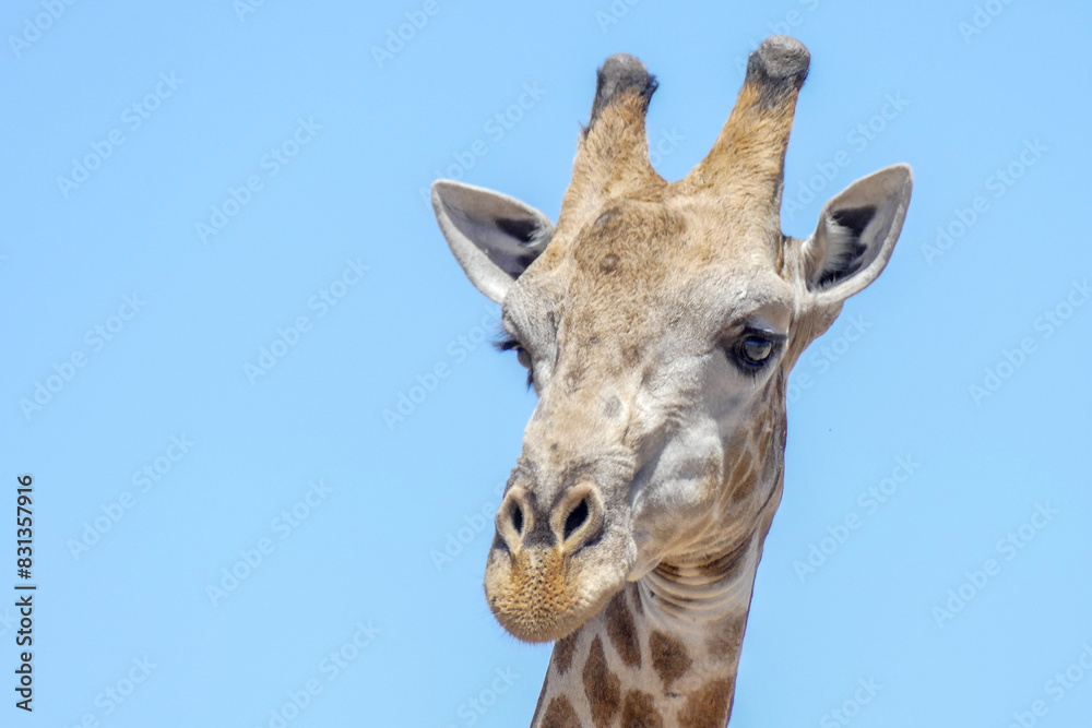 Naklejka premium Giraffe