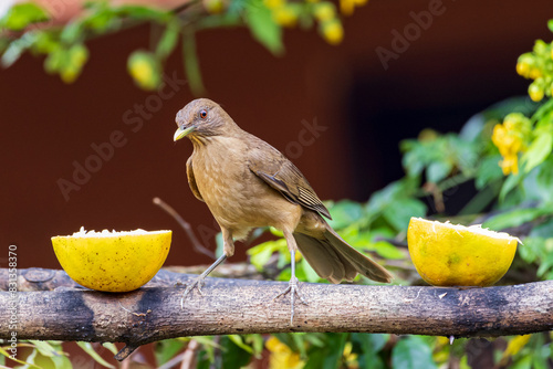 Clay-colored Thrush (Turdus grayi) in Cano Negro Wildlife Refuge in Costa Rica central America photo