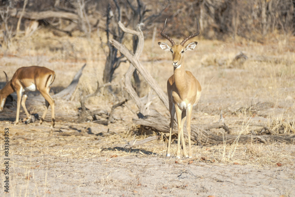 Antilope Antilope