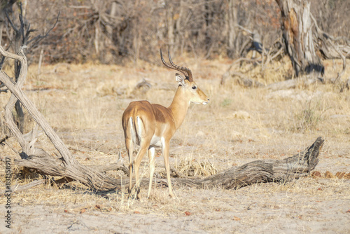 Antilope photo