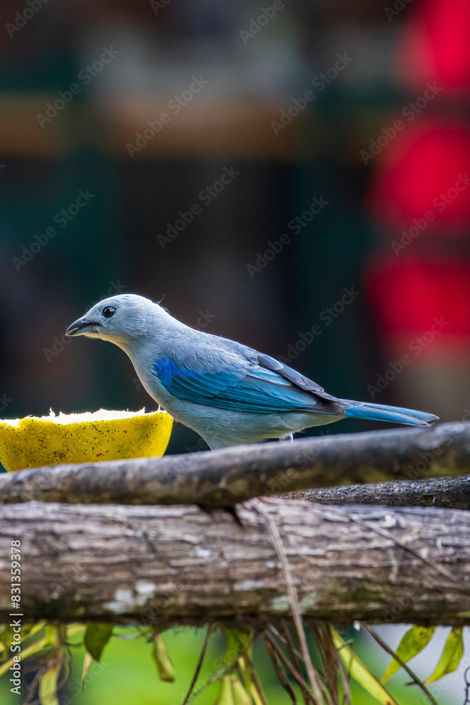 Blue-grey Tanager Thraupis episcopus in Cano Negro Wildlife Refuge in Costa Rica central America Blue-grey Tanager Thraupis episcopus in Cano Negro Wildlife Refuge in Costa Rica central America