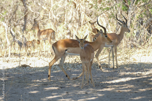 Antilope photo