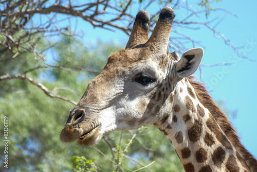 Giraffe photo