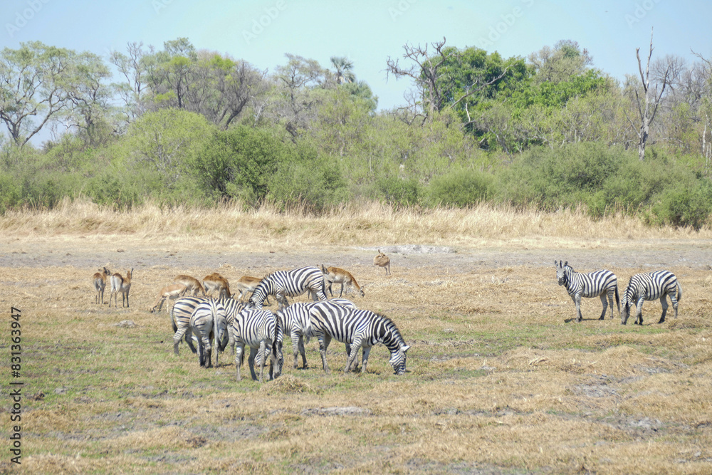 Fototapeta premium Zebra