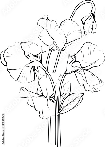 Beautiful botanical Sweet Peas illustration for coloring book or page, Sweet Peas flower sketch art hand drawn bouquet of floral isolated on white background, flower cluster drawing