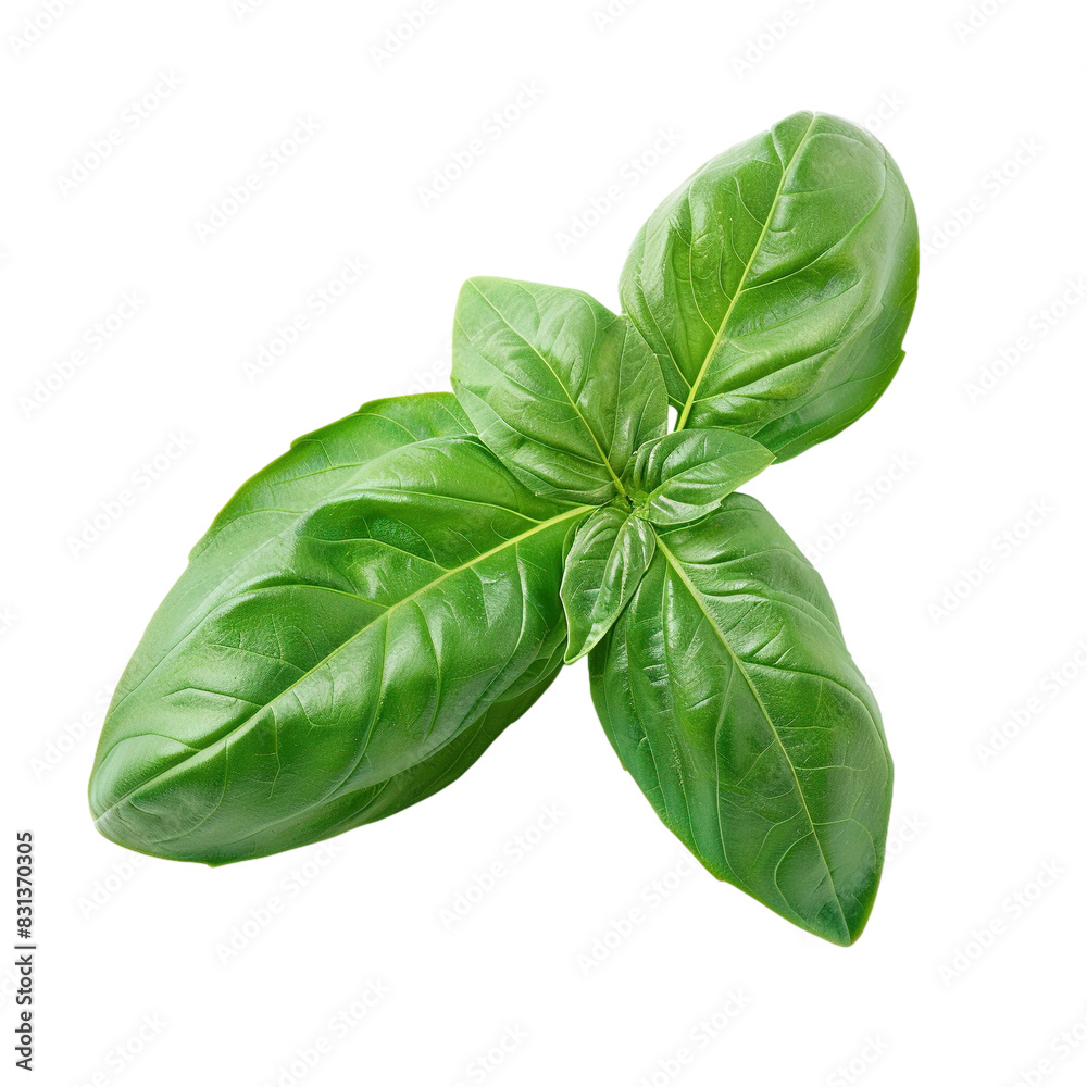 Fototapeta premium Fresh basil leaves isolated on a white background