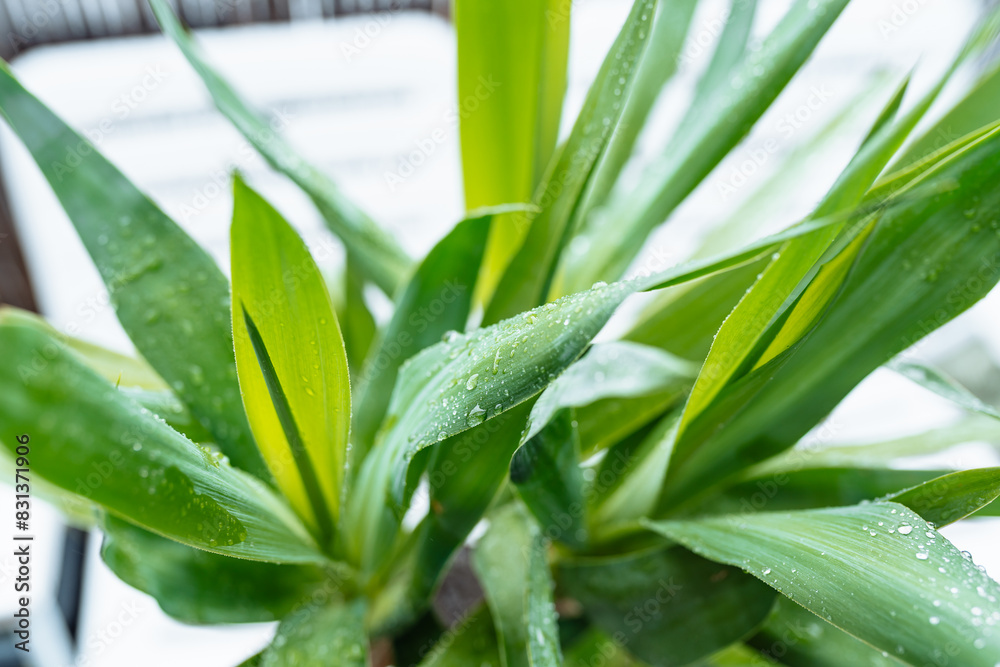 Fototapeta premium slow motion falling raindrops on leaves of tropical plants
