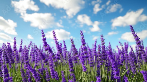 A tranquil meadow filled with blooming lavender  the purple flowers swaying gently in the breeze under a bright blue sky with fluffy white clouds. 32k  full ultra hd  high resolution