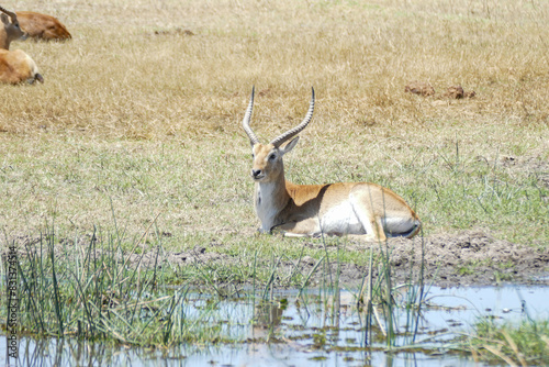 Antilope