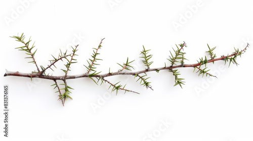 A detailed close-up of a plant stem with sharp thorns against a plain white background 