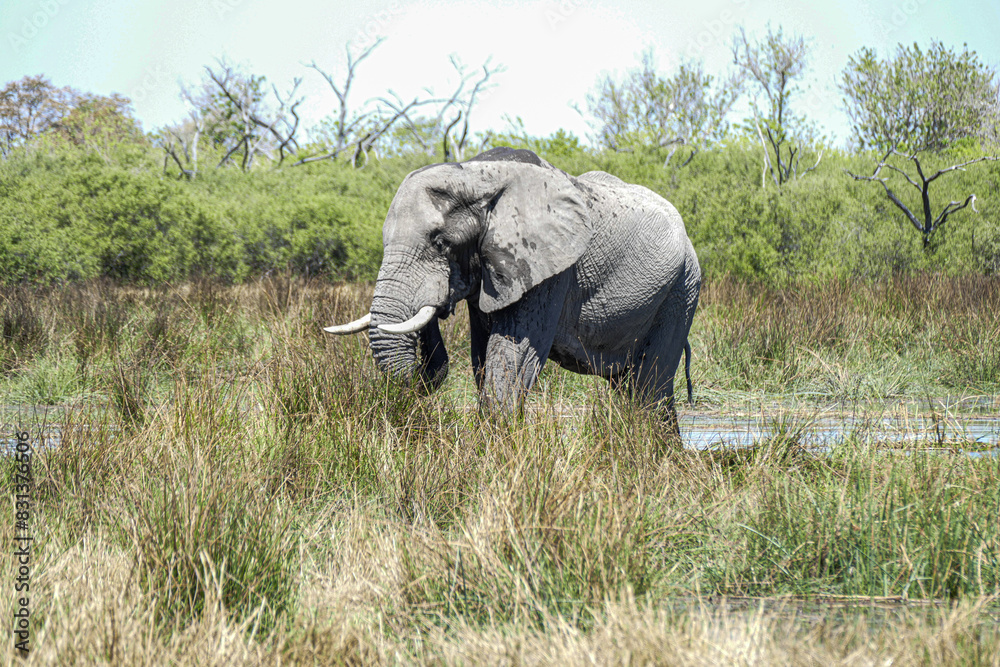 Obraz premium Elefant