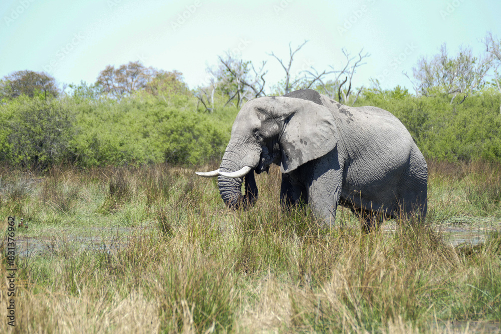Fototapeta premium Elefant