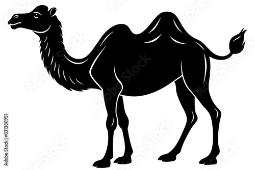 camel animal vector silhouette  illustration