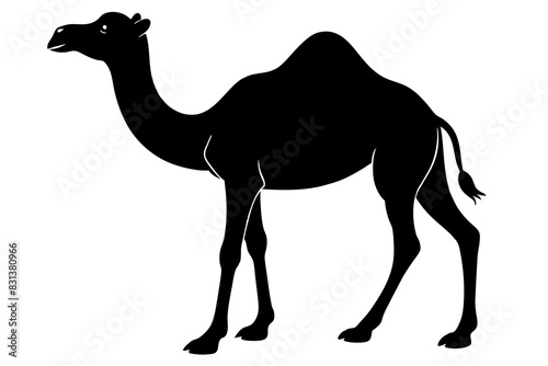 camel animal vector silhouette  illustration