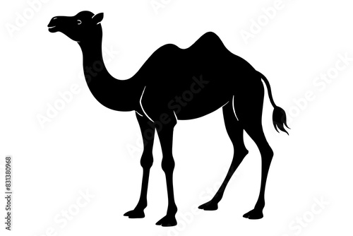 camel animal vector silhouette  illustration