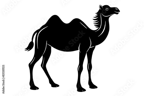 camel animal vector silhouette  illustration