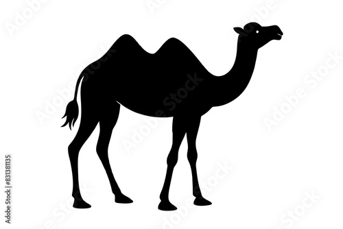 camel animal vector silhouette  illustration