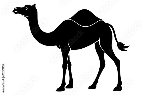 camel animal vector silhouette  illustration
