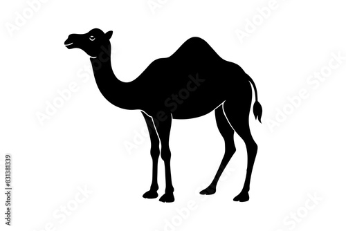 camel animal vector silhouette  illustration