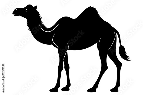 camel animal vector silhouette  illustration