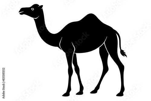 camel animal vector silhouette  illustration