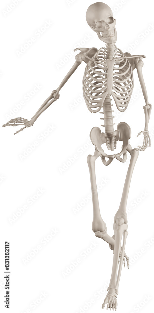 Fototapeta premium skeleton posing 3d render illustration with transparent background
