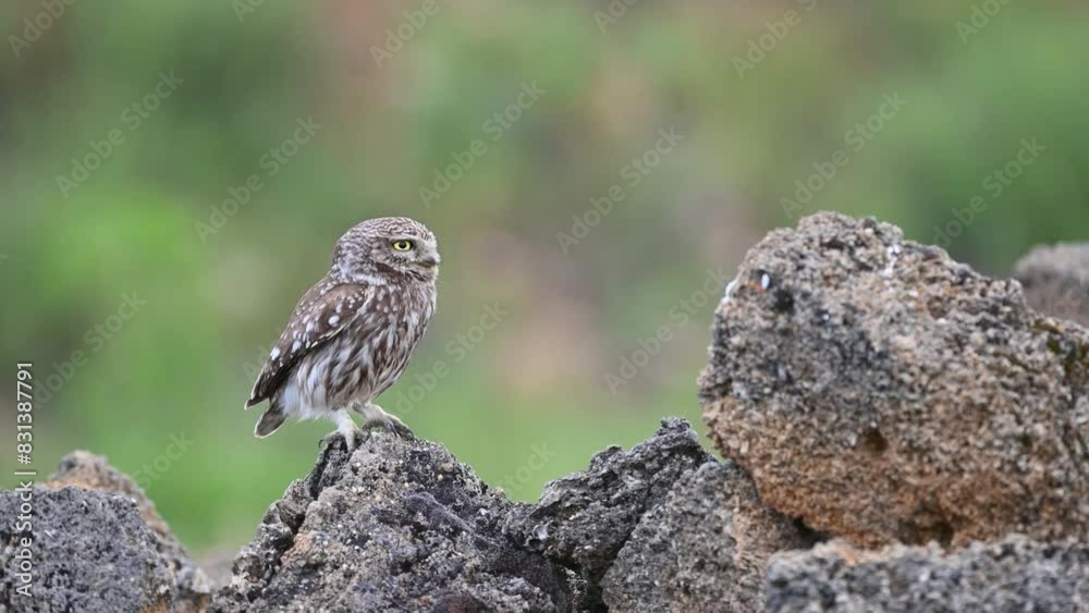 Bird Little owl in natural habitat Athene noctua. Slow motion. The bird is sitting on a rock and watching closely. Bird Little owl in natural habitat Athene noctua. Slow motion. The bird is sitting on a rock and watching closely.