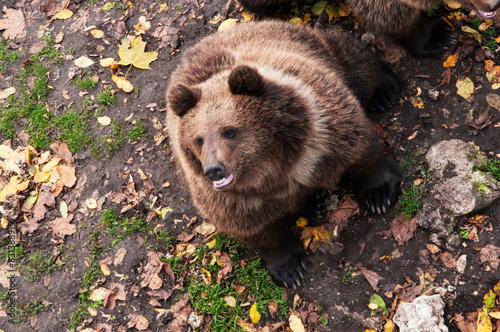 brown adult bears in the autumn forest. predatory hungry bears	