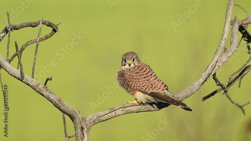 Common Kestrel, Falco tinnunculus, little bird of prey. The bird rests sitting on a tree branch. Slow motion. Green background. photo