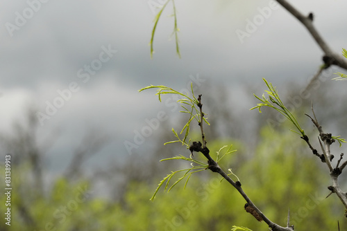 Mesquite tree leaves on limb with storm clouds in background  Texas spring season.