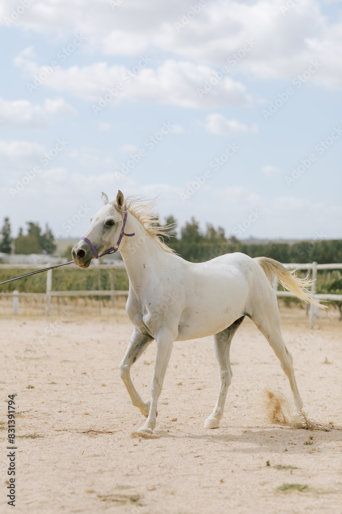 Training a horse