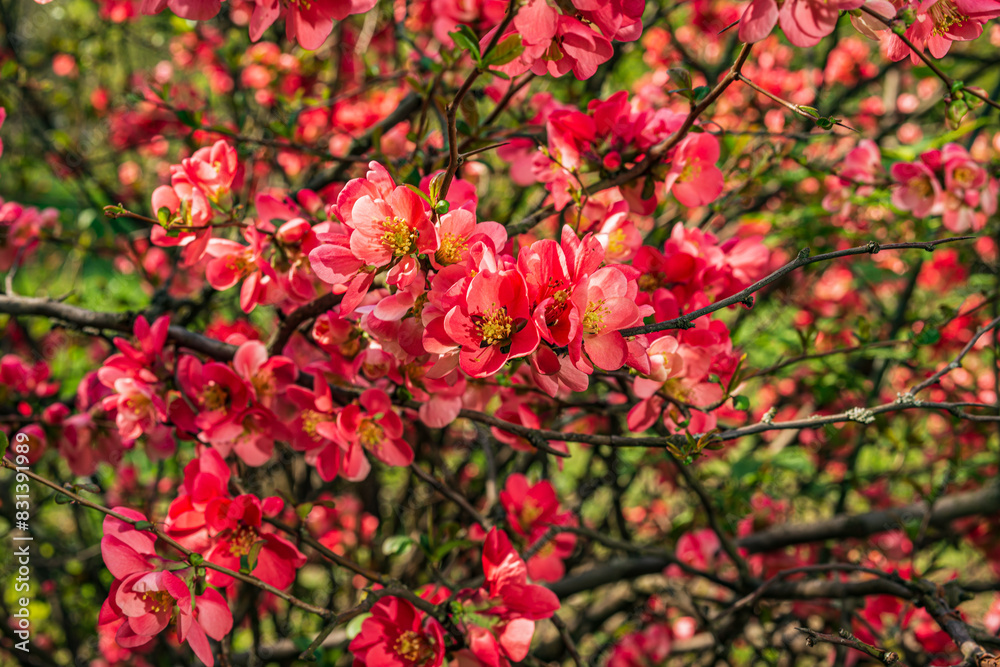 Flowering chenomeles californica in the botanical garden, red flowers, Japanese quince Flowering chenomeles californica in the botanical garden, red flowers, Japanese quince