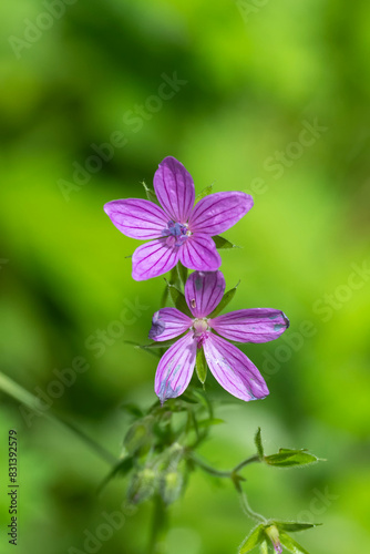 flower in the garden