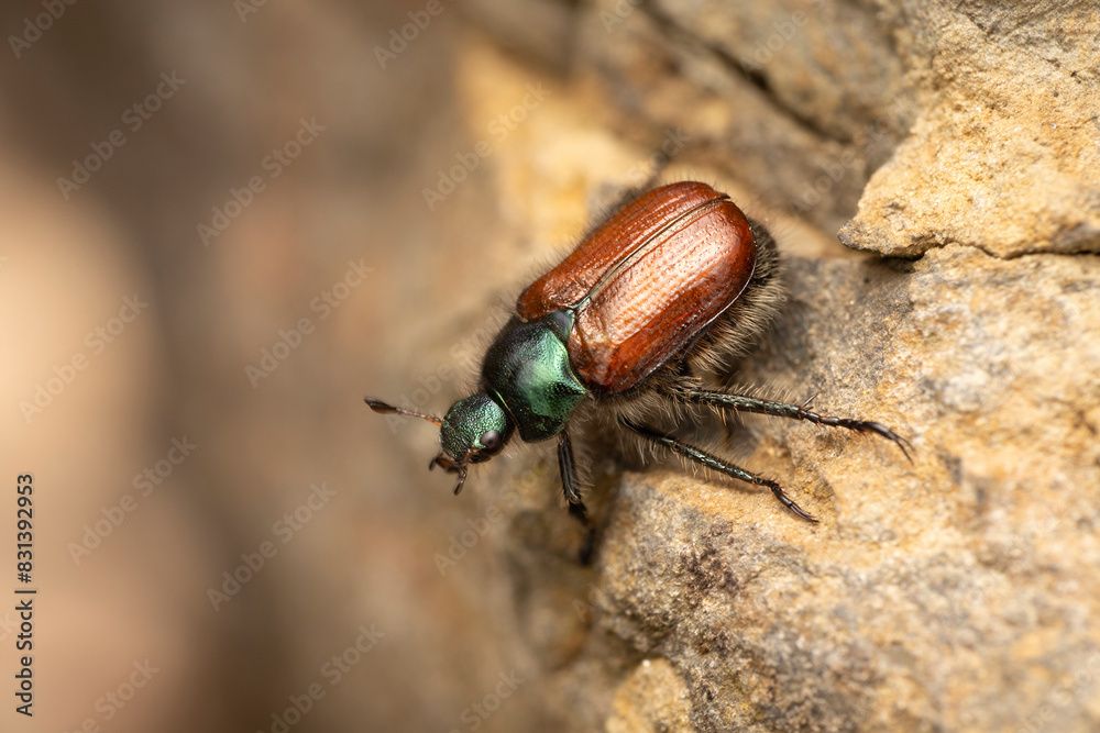 Gartenlaubkäfer Phyllopertha horticola makro Gartenlaubkäfer Phyllopertha horticola makro